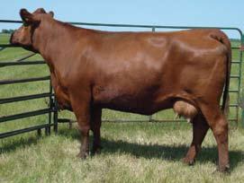 She has had a couple replacements with one selling to Jeff and Jamie Earls, Ravia, Okla., at the Mile High Classic in Denver for $11,000.
