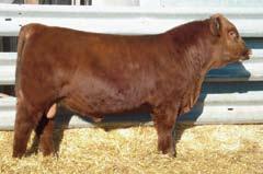 10 Lot 10 as a show female Selling One Successful Flush OHRR 65H Grand Mahogany 14M january 20, 2002 862164 Buf Crk Chief 092-824 Buf Crk Chf 824-1658 Bflo Crk Carie VC473 Lchmn Grandcanyon 1244G