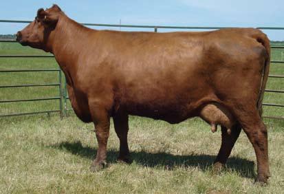 Liza 8480 EPDs 1.8 36 67 22 40 13 Yet another great Mahogany 65H daughter that is our up-and-coming star and donor.