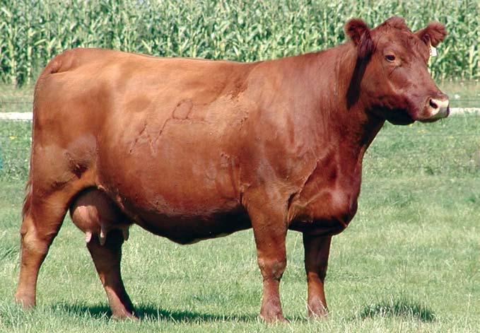 The Roxxy Cow Family Foxxy 18B is perhaps the most respected of all foundation cows. She is second to oldest, highest MPPA at 110 and is still earning her spot at age 15.