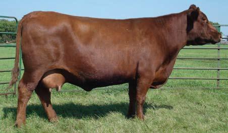 The Moonbeam Cow Family Lot 15 & 15A will enter the ring together. We will split in the ring and sell separately.