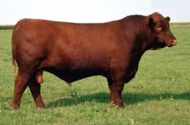 He is currently being used here at OHR. Namkin Red Angus and Sand Hills Red Angus, both of South Dakota, purchased a full brother and are using him heavy this summer.