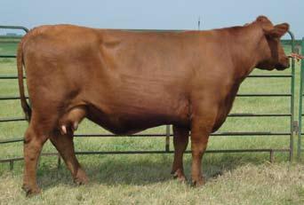The Choice Cow Family Lot 21 21 Red Howe Ms Choice 75H 22 february 25, 1998 749246 Red Blue Spruce Dynamic 12X Red Towaw Dynamic 19A Red Towaw Marigold 60Y Red Towaw Boom 73D 792862 Red Howe Ms