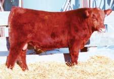 Licorice 725N Red Moose Creek Choice 18S EPDs 1.2 27 41 13 26 8 Pasture exposed 4-26-07 to 7-9-07 to LCC Divide 1435K. Observed bred 4-27-07. Another favorite cow that has done more than her share.