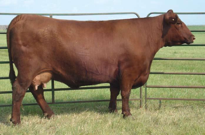 The Sharee Cow Family Lot 25 Selling One Successful Flush 25 OHRR 503 Copper Sharee 2M january 8, 2002 841161 Leachman Robust 7222 Lman King Rob 8621 Leachman Eleanor Lchman Copper Rob 1204D 502221