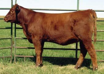 5 14 29 17 24 9 Pasture exposed 4-26-07 to 7-9-07 to OHRR 10H Dakota Rambler 75R. This pedigree is stacked with nothing but good news. Her dam, 4K, is hands down one of our best producers.