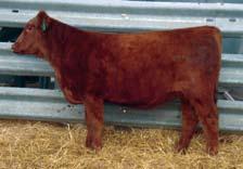 These are all piled up into one pedigree. The sire, 77M, is a maternal brother to the Rambler 75R bull that we are using and that sold for $15,000 for one-half interest.