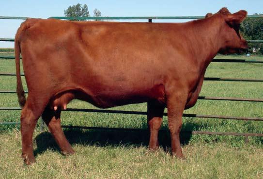 The Honey Cow Family Lot 43 & 43A will enter the ring together. We will split in the ring and sell separately.