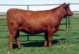 Here is a WOW of a cow in terms of her good looks and extraordinary production.