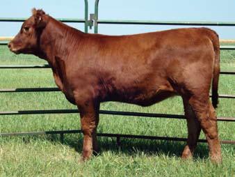 0958 EPDs -0.0 30 52 23 38 7 Bred AI 4-24-07 to Red Fine Line Mulberry 26P. Pasture exposed 4-26-07 to 7-9-07 to OHRR 10H Rambler 75R.