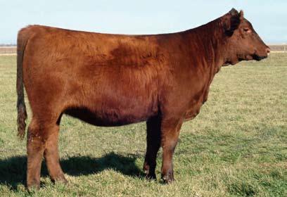 8 22 40 20 31 10 Pasture exposed 4-26-07 to 7-9-07 to SRR Red Canyon 213. Summer 13K is a beautiful, moderate framed, perfect uddered cow.