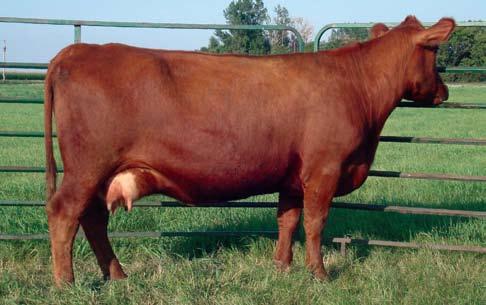 OHR DAMS OF DISTINCTION Lot 60 & 60A will enter the ring together. We will split in the ring and sell separately.