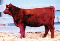 She raised the top-selling female in the Red Power Sale going to Rocking K Ranch in North Dakota for $5,000, while full sibs sold in Santa Sale II and III for $3,000 and $3,750.