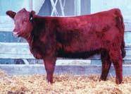 Leland Rmrock 044-84T EPDs 0.3 26 37 12 25 8 Bred AI 4-25-07 to WR Mr Red Dawg 5335. Pasture exposed 4-26-07 to 7-9-07 SRR Red Canyon 213. An A+ on this cow s record.