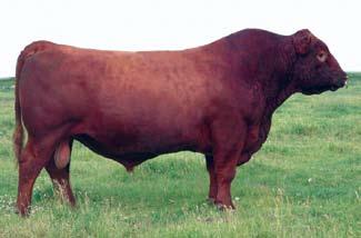 He has more rear quarter thickness than any other bull we have ever seen at this age, and it looks as if he is passing his thickness and style onto his offspring.