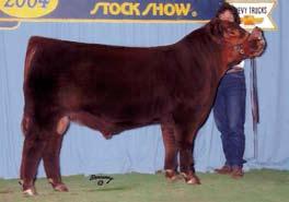 3 44 79 22 44 11 He was the 2004 National Western Stock Show Reserve Bull Calf Champion. Alongside his dam as a pair, they were named the 2003 NILE Champion Female in Billings.