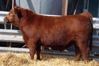 5 36 54 22 40 10 An excellent yearling bull with a 76-pound birth weight that we kept to use on our heifers this year. His dam was a high seller at the Brenner Mature Dispersal a few years back.