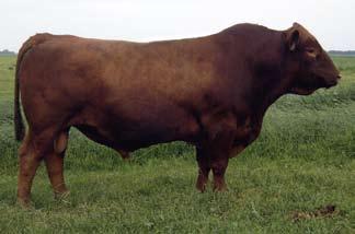 3 18 36 19 28 11 Our choice of bulls in the 1996 Leachman Sale to complement the McIntosh bull. He did that and more. He was the second high milk EPD bull in that sale (top 1%).