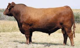 He left some super-uddered, productive females and calves with reasonable birth weights, good length and performance.
