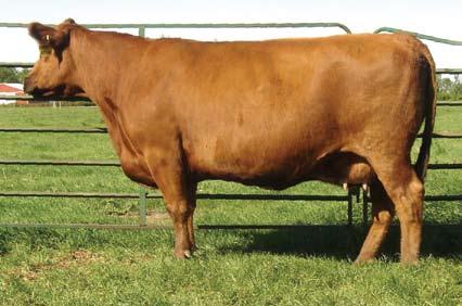 She is very productive, and like her dam, keeps raising awesome calves in spite of her age. She is a typical McIntosh daughter, and her calves are powerful and explosive.