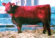 She is the dam of the great 10H cow; grandam of Dakota Rambler 75R, who sold for $15,000 for one-half interest; dam to a Santa Sale heifer that sold for $3,300 to Carl Forgey of Missouri; and two
