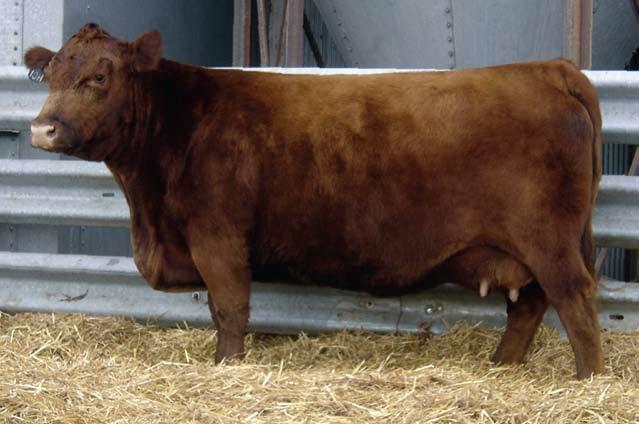 The Scarlett Cow Family Lot 2 Dakota Rambler - A 10H son that sold for $15,000 for one-half interest to Gill Red Angus and the Rambler Syndicate.