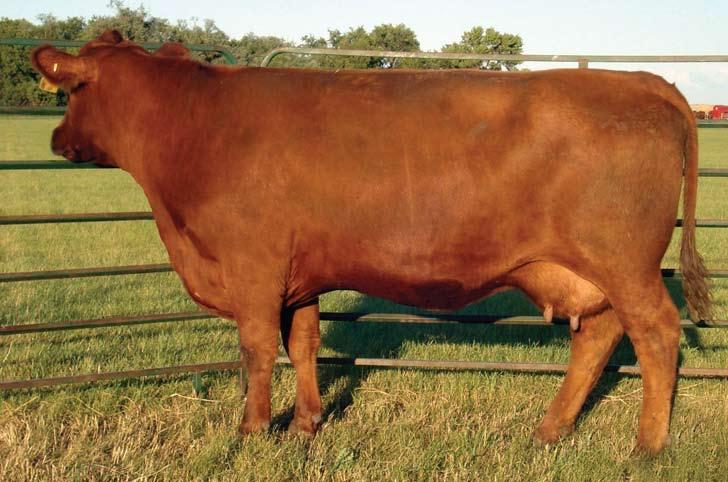 8 25 41 17 30 8 Bred AI 4-30-07 to Red Fine Line Mulberry 26P. Pasture exposed 5-10-07 to 7-9-07 to OHRR 10H Dakota Rambler 75R. Here is a direct daughter of 15F sired by Rampage.