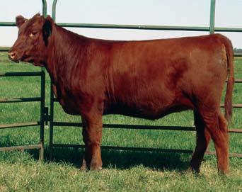 The Scarlett Cow Family 4 Lot 4 s daughter that sold to Darrel Kemnitz for $3,200 5 OHRR 925 Cub Lass 46G february 19, 1997 581931 Glacier Top Point Glacier Griz 146 Glacier Lass Glacier Cub 446