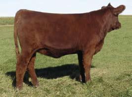7 15 33 22 29 7 Bred AI 4-18-07 to PIE Get Western 4061. Pasture exposed 4-19-07 to 7-9-07 to OHRR 10H Dakota Rambler 75R. Another direct daughter of A925 by Cub 446.