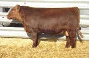 One replacement female and many solid bulls have been raised year in and year out. Plus she raised a top consignment that was in the first Santa Sale selling for $2,300 to Lost Meadows Red Angus.