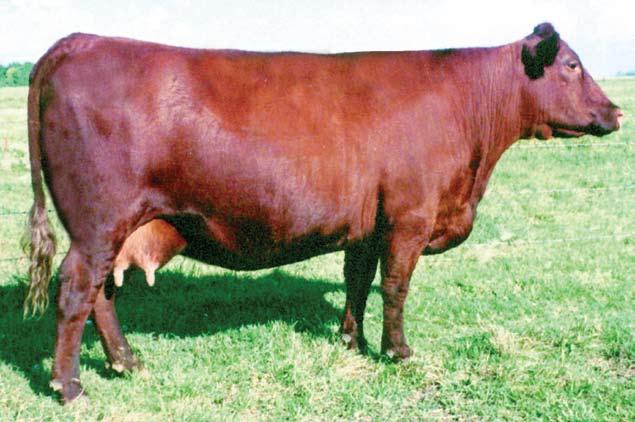 The Mahogany Cow Family Here is one of our top foundation cows. JVD MAHOGANY 508 did way more for us than we ever dreamed, even though she was taken from us too early with an injury.