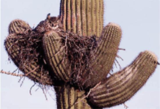 Now the cactus can store water for months and the owl has a nice home high up in the cactus.