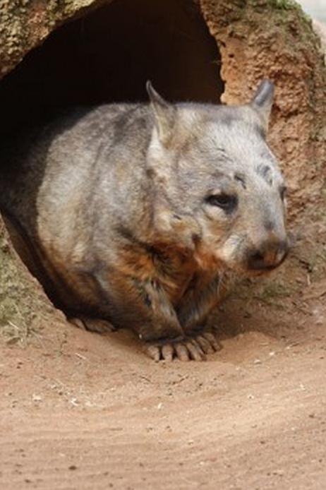 ) An inside view of a termite mound 9 Wombats dig huge underground burrows that can be 100 feet long. Wombat tunnels are elaborate, with many entrances, side tunnels, and resting chambers.