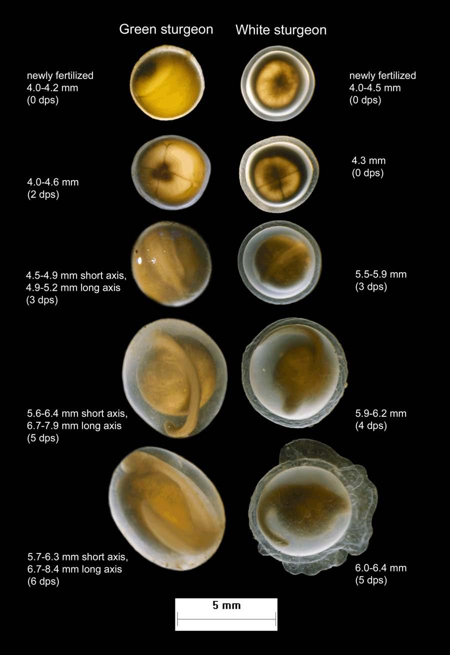 FIGURE 3 ) Comparing the eggs of green (left) and white (right) sturgeons. Green sturgeon eggs were provided by Joel Van Eenennaam, UCD, and incubated at 15.5 C.