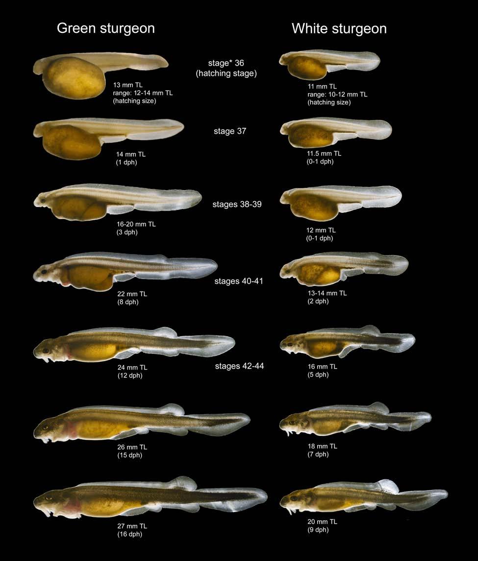 FIGURE 5 ) Images comparing same life stages of green and white sturgeon larvae.