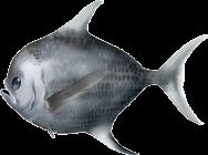 Lampris guttatus Oilfish Ruvettus pretiosus