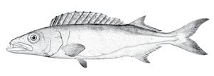 Tuna Katsuwonus pelamis Swordfish Xiphias