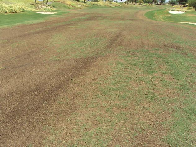 The fairways were great all winter, so what the heck happened?