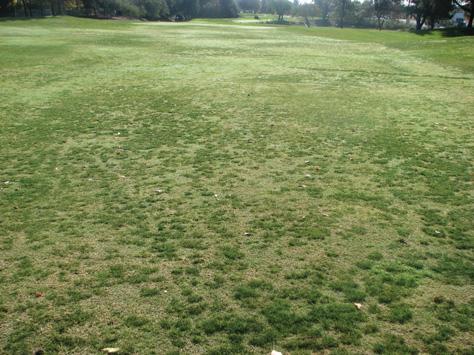 Volunteer ryegrass establishment, along with a progressive increase in Poa annua weed populations, is another consequence of overseeding. Control remedies consume additional labor and materials.