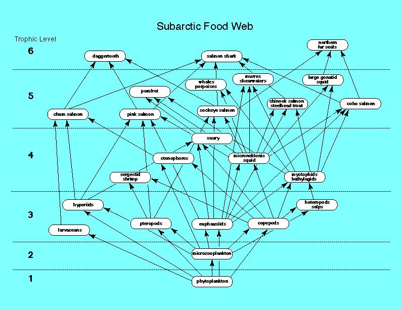Fig. 2 Food web of the subarctic Pacific Ocean (from Brodeur et al. in press).