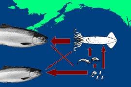 The existence of a trophic triangle among zooplankton, micronekton and some salmon species (Figure 3) may create positive feedback, in which a salmon s growth early in a season accelerates its growth