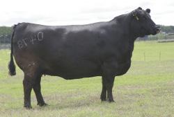 ANGUS SPRING CALVING FEMALES Limestone Ideal Lady Y563 Calved 2/7/11 I.D.