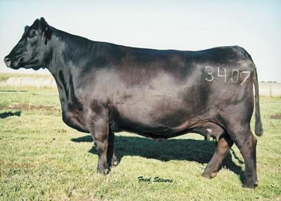 d to Pays to Believe ASA 2659897 on 7/19/15 61A Ohldes Cueto 68C Calved 4/30/15 I.D.