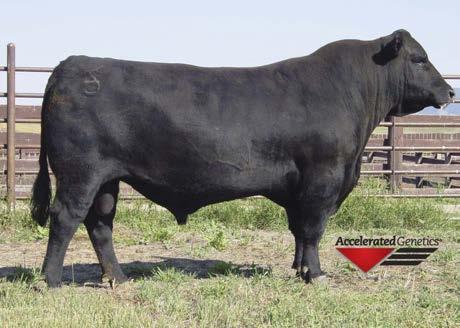 A Future Direction 5321 Basin Lucy 178E S A V Final Answer 0035 Coleman Donna 714 Basin Rainmaker 654X Coleman Dixie Erica 143 A great daughter of Payweight 107S, that is smooth made, bold centered,