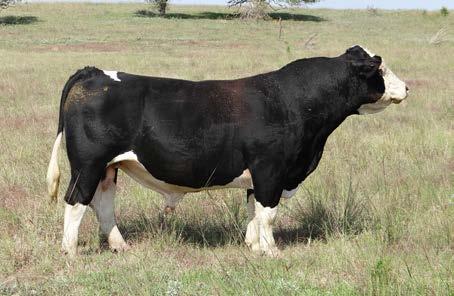 COMMERCIAL SPRING CALVING FEMALES JDOC Miss Limestone Eureka X557 530A Calved 4/9/13 I.D. 530Y Cow 134 Limestone Eureka X557 JDOC Miss 330Y/6807/Angus One of the top bred 1st calf heifers in this event.