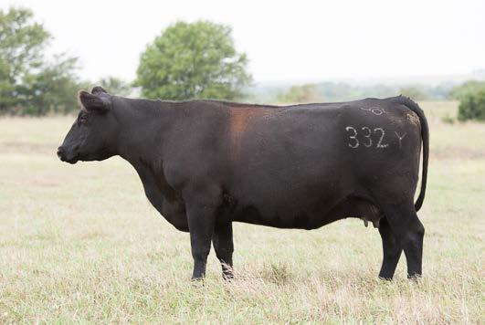 304Y Cow 152 SVF STEEL FORCE S701 Sire: BAR N Powerful 52X ASA 2577113 BAR N CHILLED POWER 52R OCC Unchallenged 811U Angus/Maine Another beautiful profile female by OCC Unchallenged 811U P.E. BAR N Powerful 52X ASA 2577113 6/14/15-7/8/15 P.
