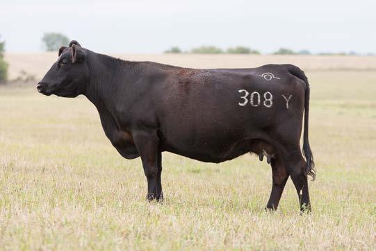COMMERCIAL SPRING CALVING FEMALES JDOC Miss Mitchell 375Y Calved 4/11/13 I.D. 375Y Cow 163 OCC Mitchell 831M Angus A very moderate Mitchell daughter that milks very well. A.I. d to My Kind on 6/2/19 P.