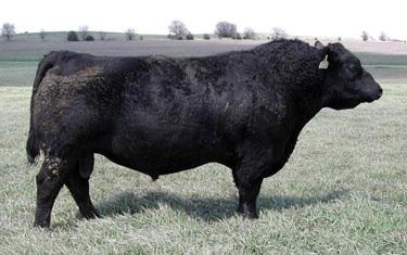 D. 460Y Cow 165 OCC Missing Link 830M Angus II Young female with plenty of eye appeal and good performance. Missing Link daughters always do a great job. P.E.
