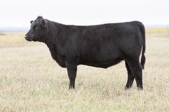 Spring Commercial Bred Cow Spring Commercial Bred Cow 169 170 Calved 4/21/13 I.D. 91 Cow Calved 4/22/13 I.D. 302 Cow Unforgiven Angus P.E. 6-1-15 Limestone Eureka 557X 8/1/15 Angus Angus A.I. d to BAR N Powerful 52X ASA 2577113 on 6/21/15 P.