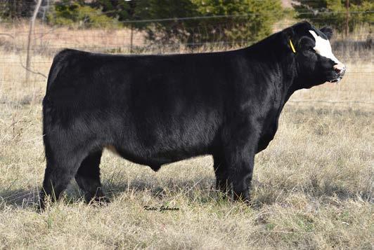 D. 204X Cow 173 16061433 JDOB Miss Magnitude 604S Duff bred female that will not disappoint strongest critics. Sells with bull calf born 5-21-15 by Dad Gum Chill Factor A.I. d to My Kind on 6/13/19 P.